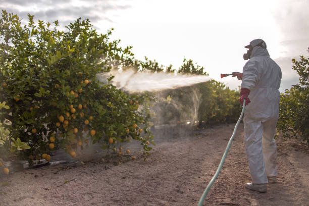 Best Termite Control Services  in Westchase, FL