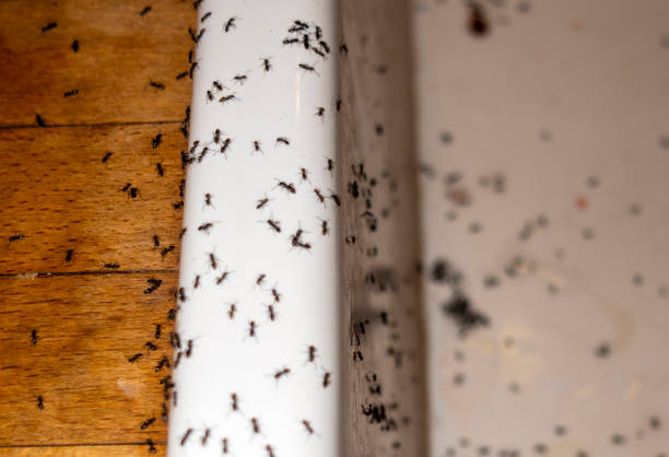 Professional Pest Control in Westchase, FL