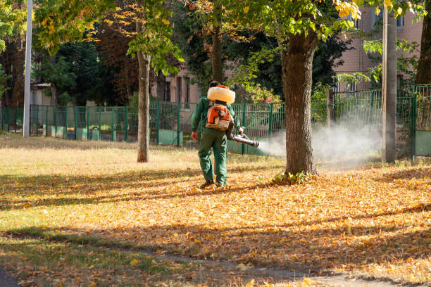 Flea Control Services in Westchase, FL