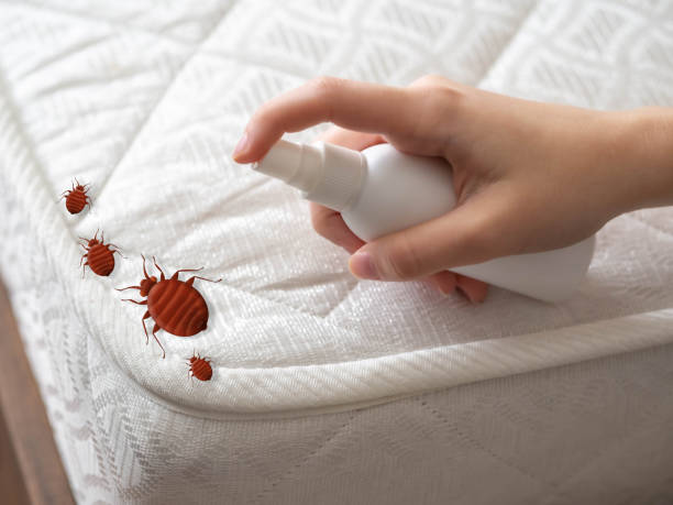 Best Local Pest Control Services  in Westchase, FL