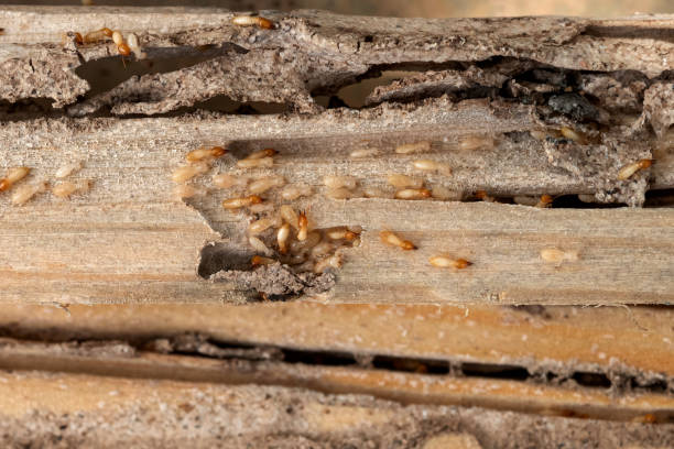 Best Commercial Pest Control Services  in Westchase, FL