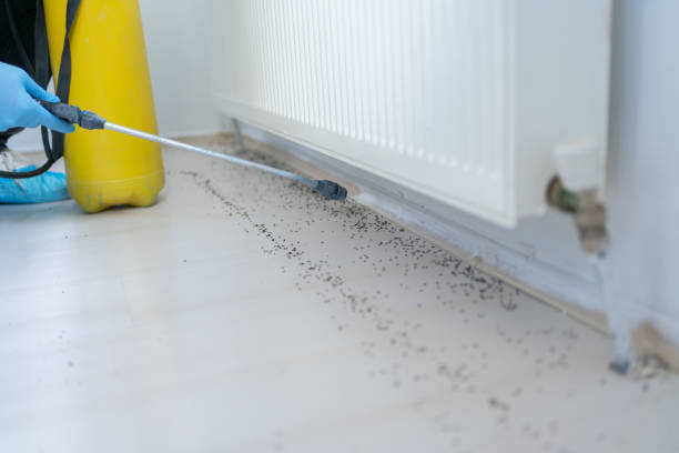 Best Bed Bug Extermination  in Westchase, FL